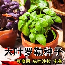 大叶罗勒种子盆栽可食用蔬菜香草种菜籽种大全甜罗勒薄荷四季种孑