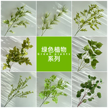 ����Gֲϵ��ɭϵ��Y�F�����þGֲ��픱�������@�L���b[��