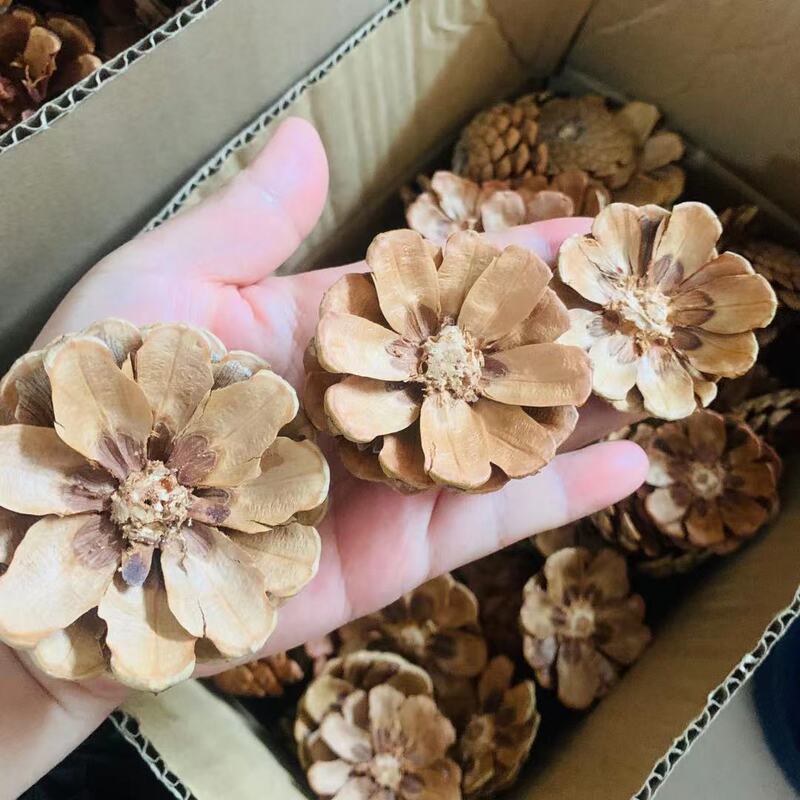 Cut pine cones dried pine ball petals festival Zakka decorations kindergarten handmade ring material DIY