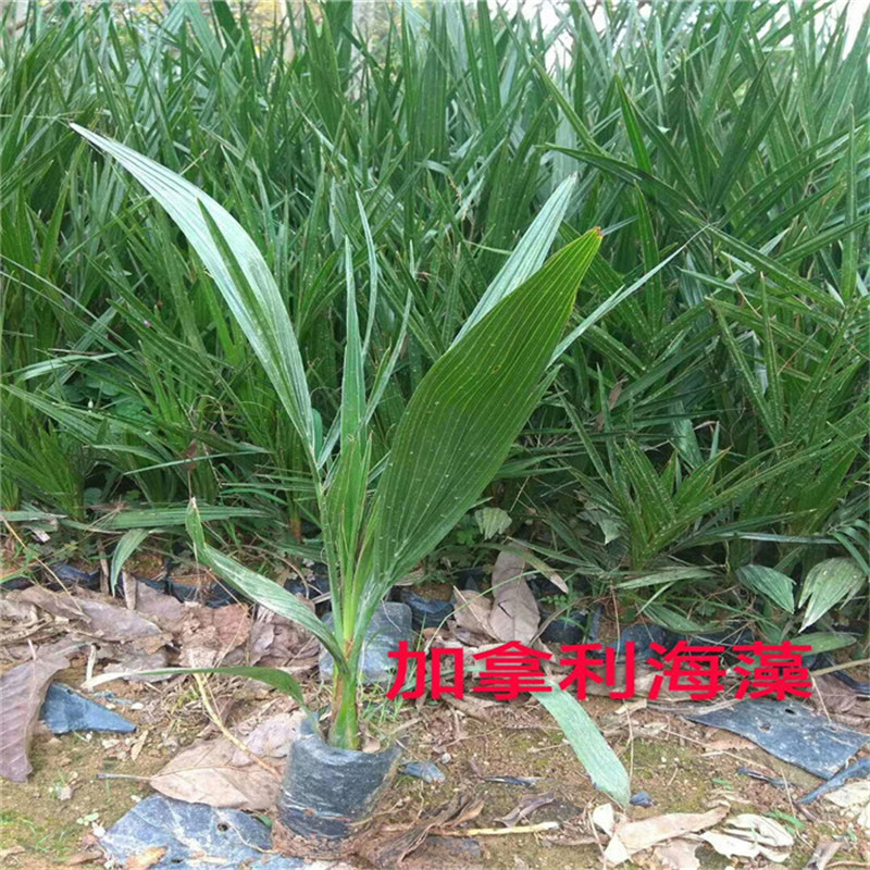 基地直发加拿利海枣中东海枣树苗绿化行道林木批发