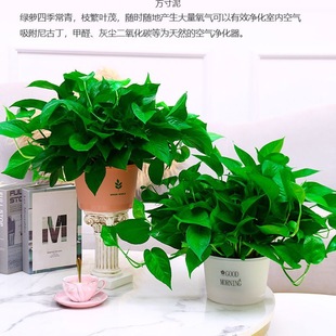 Green Radish Potted Indoor Flower Plant Green Plant Hydroponic Easy to Grow Long Vine Hanging Green Basket Source Factory One Piece Wholesale