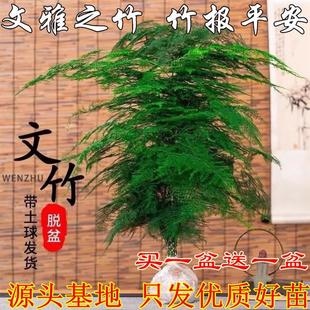Asparagus Potted Plants, Green Plants and Florals in the Office, Living Room, Extra-Large Asparagus Seedlings, Dwarf Classy Cloud Bamboo Bonsai