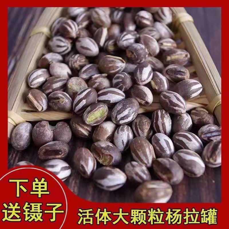 High-Protein Snacks for Students' Dormitories, Suitable for Hamsters, Parrots, Squirrels, Sugar Gliders, and Golden Hamsters, for Weight Gain