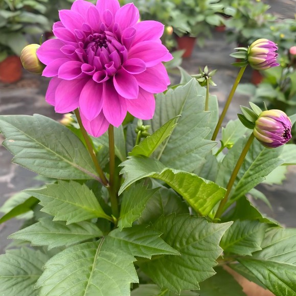 大丽花盆栽带花苞种球根花苗巨型重瓣矮生矮化室内阳台庭院四季开