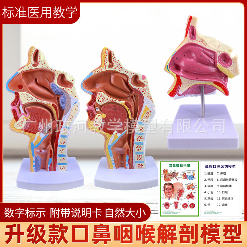 Human nasal anatomy model Otorhinolaryngology medical teaching model Nose Oral cavity Nasal structure Tissue model Human nasal anatomy model Otorhinolaryngology medical teaching model Nose Oral cavity Nasal structure Tissue model