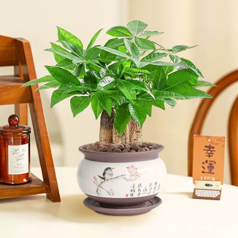 Зеленые растения, которым не нужен солнечный свет, подходят для денежных деревьев в спальне, денежных растений, небольших горшечных растений с крупными листьями.