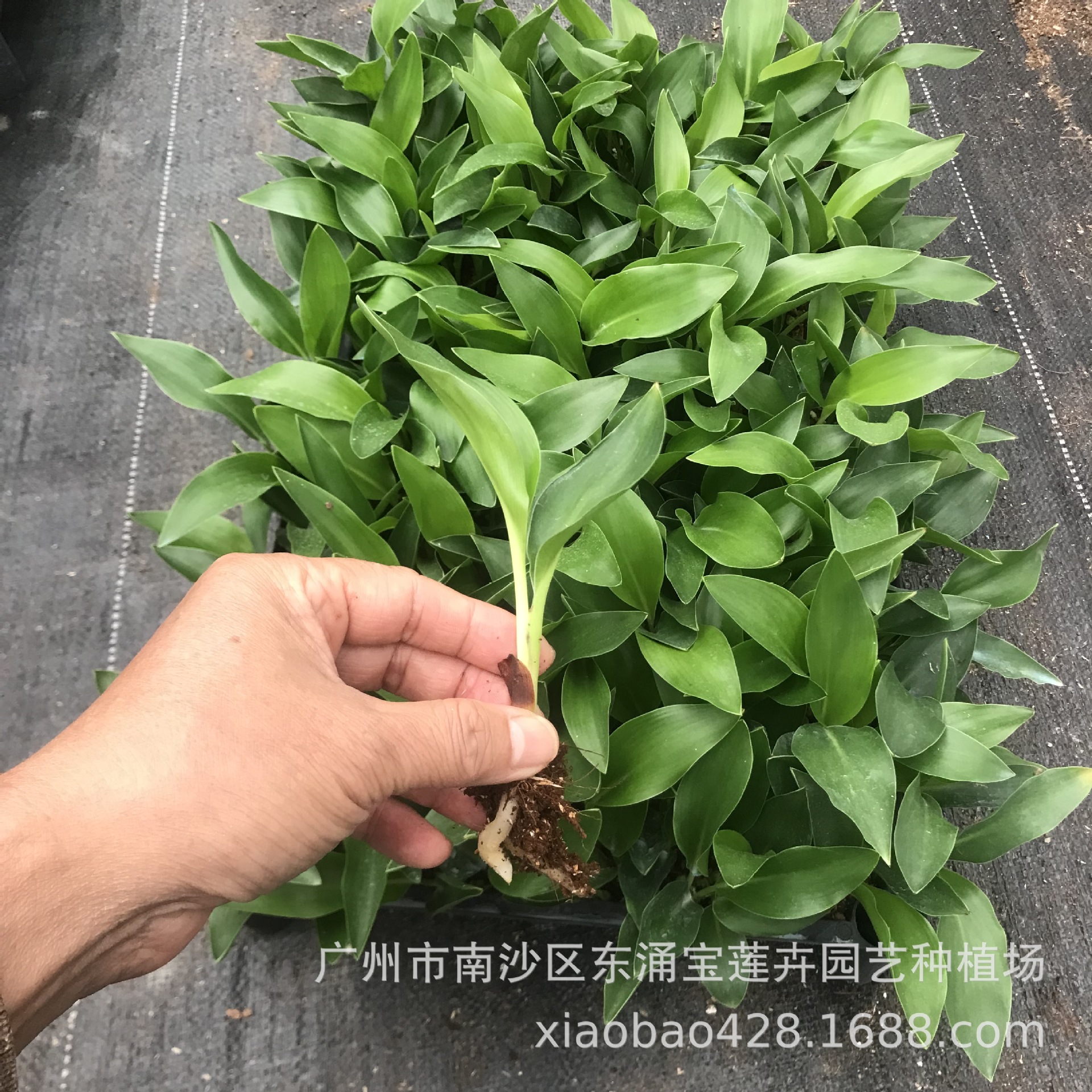 8DA82B02E3D5DEC35746B710765B1F