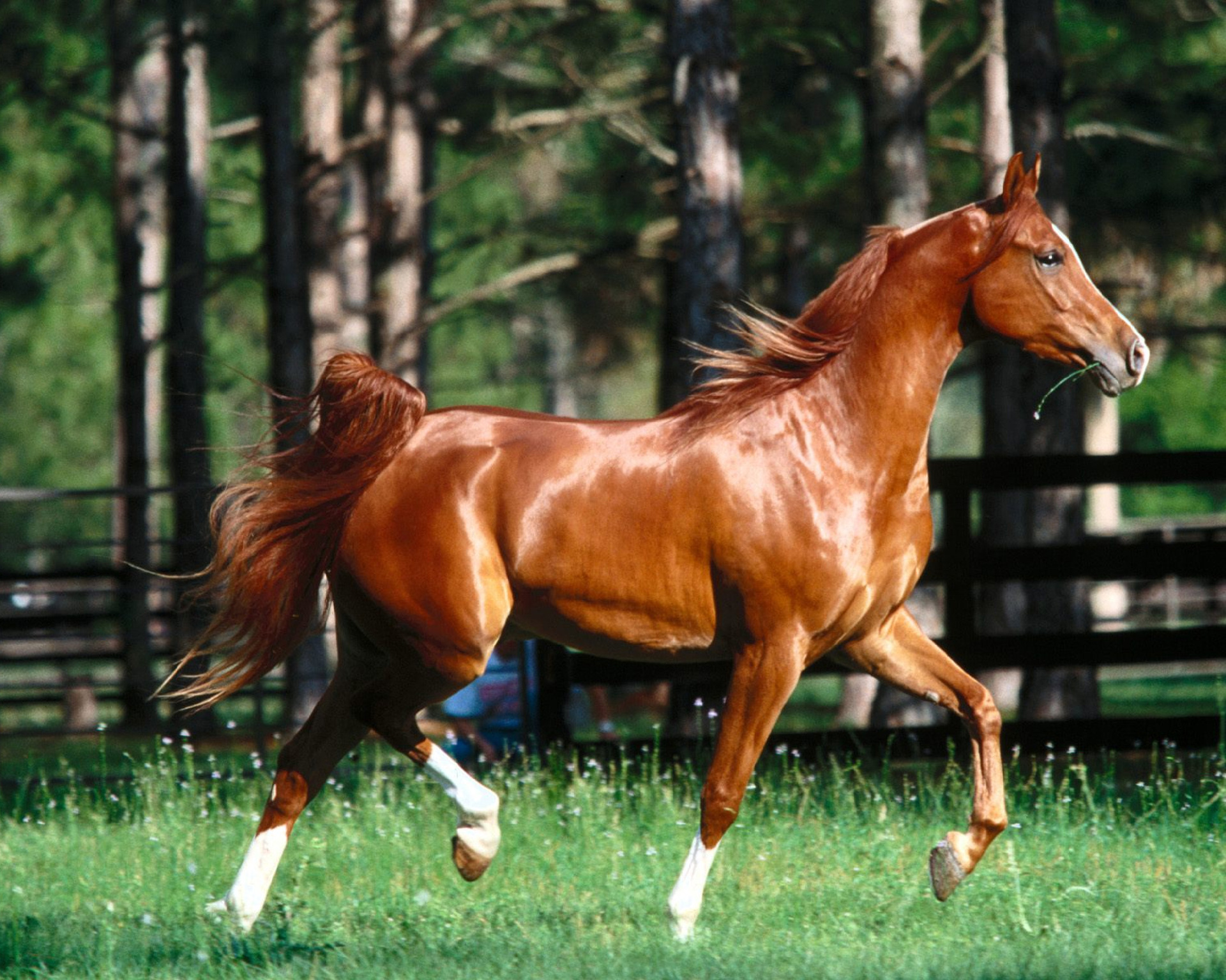 Cross-border 5d Amazon diamante pintura pegatinas hecho a mano DIY animal ladrillo pintura sala de estar pintura decorativa pegatinas al por mayor