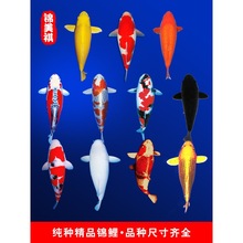 �\�����~��ˮ�^�p�~�S�𼃷N�����t����ɫ��ˮ���B�ͻ�С���~��ؔ