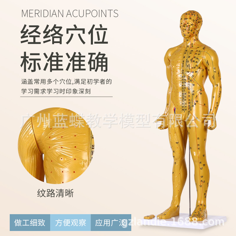 85CM���ͭ �� �������ģ�;���Ѩλ��ҽȫ��ʮ��ͭ��ģ��ͼƤ��