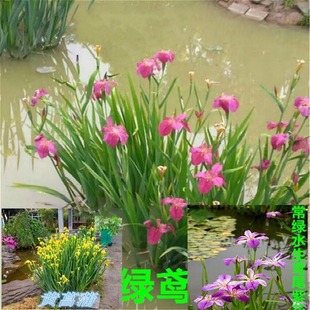 Aquatic Iris, Yellow Calamus Seedlings, Yellow Flower Iris, Red Flower Iris, Purple Flower Iris, Wetland Plant Engineering Greening