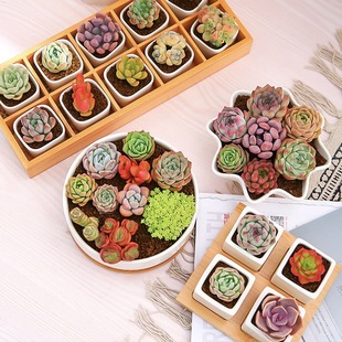 ��ϻ���ֱ�l����ֲ��M���ײ��҃Ȼ���ֲ������diy�ֹ��Nֲ�M��