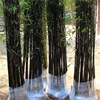 Green seedlings, bamboo seedlings courtyard green landscape bamboo seedling wall plant purple bamboo courtyard bamboo seedlings four seasons evergreen