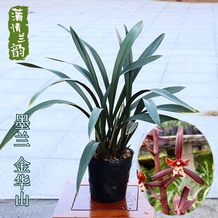 Orchid Potted Orchid Jinhua Mountain Indoor Orchid Office Easy to Grow Four-Season Evergreen Flower Plants