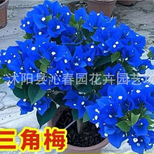 ���羳��؛������÷�N�������ذ�����÷�N���ļ��_���t����÷�N��