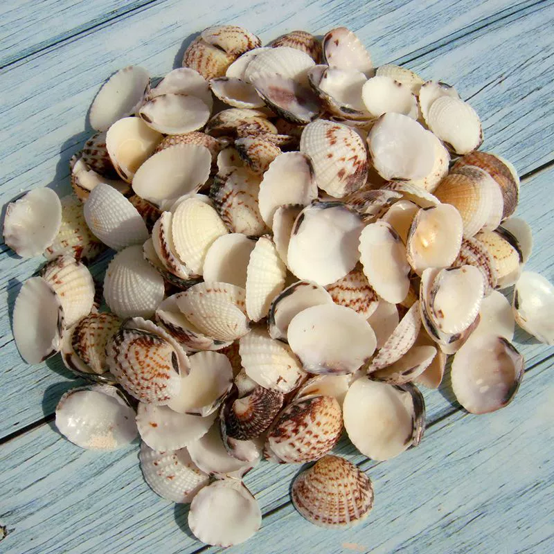 YO3H wholesale natural shell white shell coconut shell shell fish tank aquarium landscaping wool babel window sticker wall decoration