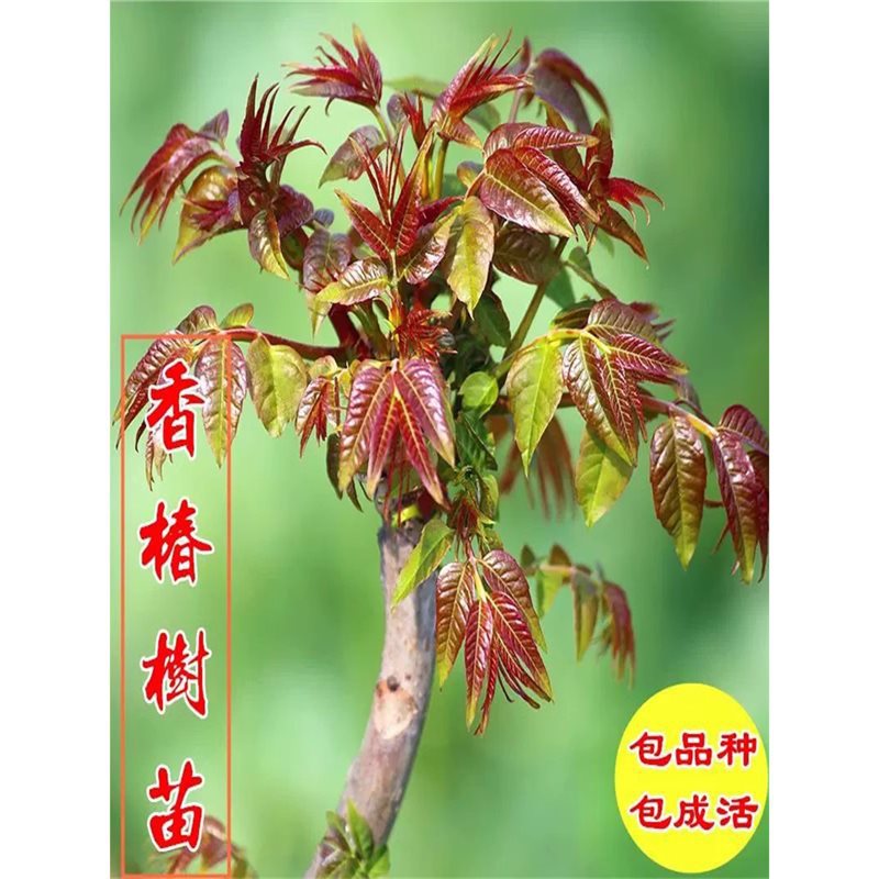 四季可采摘香椿树苗红油绿油香椿苗大树盆栽地栽南方北方种植果苗