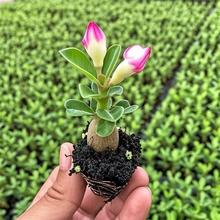 重瓣玫瑰沙漠植物盆栽四季花卉耐旱庭院室内阳台盆景绿植好养开花