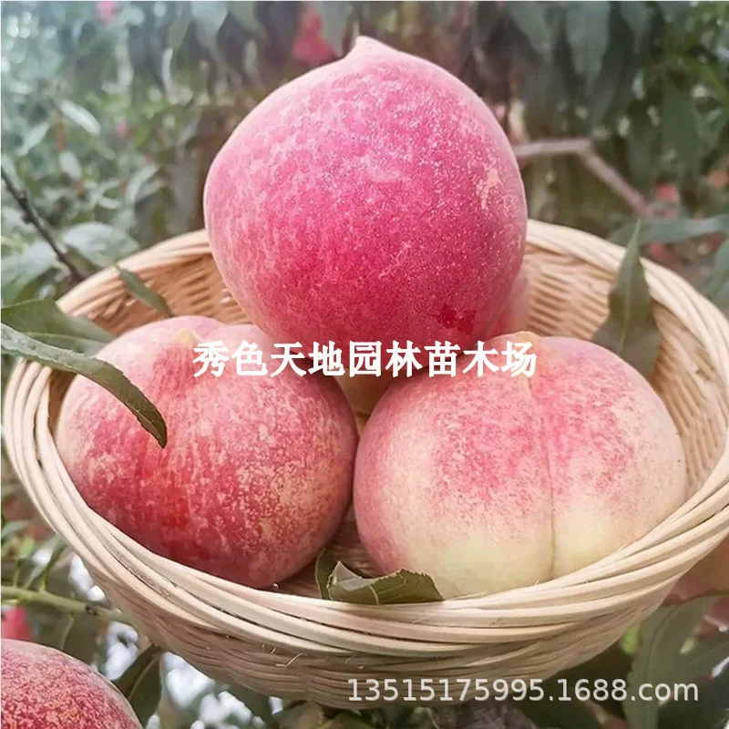 Новый сорт саженцев персикового дерева Shoulin Zaoxiantao рассады привитых фруктовых деревьев рассады горшок Посадка персиков на юге и севере