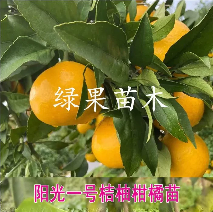 Саженцы апельсина и помело Sunshine № 1, саженцы апельсина и помело на приводе, новые сорта саженцев апельсина и помело Sunshine № 1, саженцы помело Chunxiang Golden Tribute.