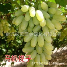 R۹ָoѺј箔Y{ʯϱNֲ