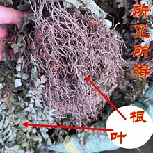 猪鬃草 别名黑脚蕨 铁线蕨 水猪毛 铁线草  带根全草真货好货