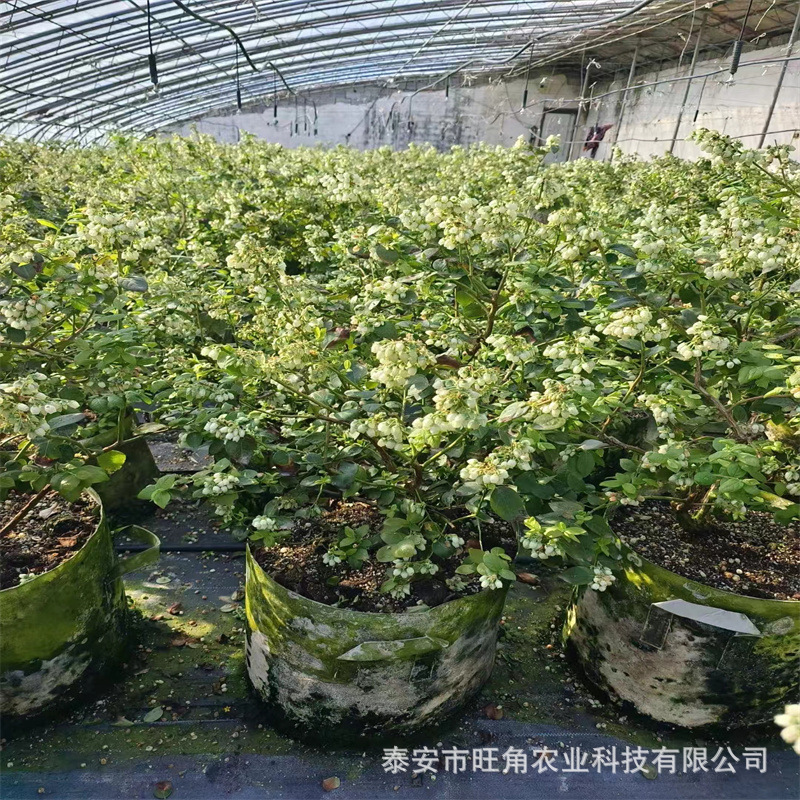 c80219e67a262582c726b46303cb81