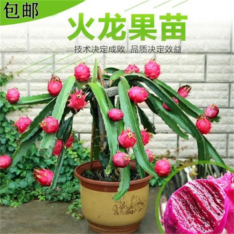 火龙果树果苗燕窝南方阳台盆栽种植四季红肉白心地载树苗当年结果