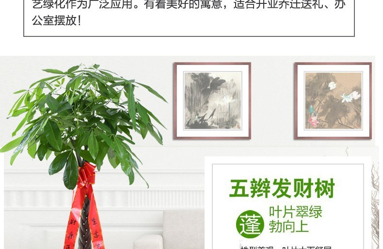 ��������ͼ�����ڻ��� �辰ֲ�� ���������� �������⻨�� ��