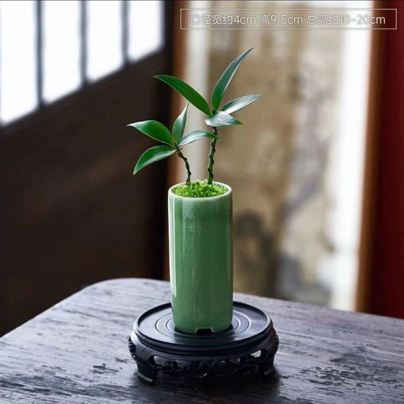 ミニ竹とモミの盆栽、小さな鉢植えの蚊よけ植物、屋内花、オフィスのデスクトップ、オールシーズン緑の植物を育てやすい|undefined