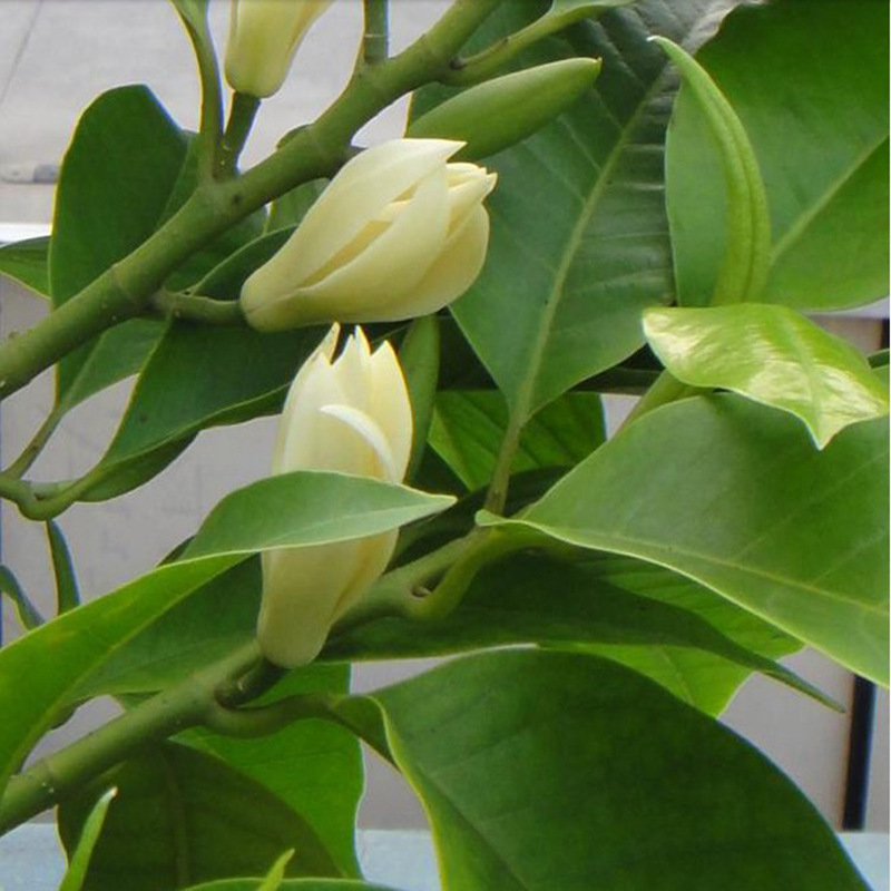 白兰花盆栽黄桷兰嫁接白兰花苗香白玉兰花树苗黄兰盆栽地栽苗白兰-阿里巴巴