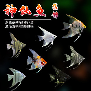 �����~���w���~������ɫ�Ꭷ�^�p�~С�͵�ˮ���Bī���߲������~��