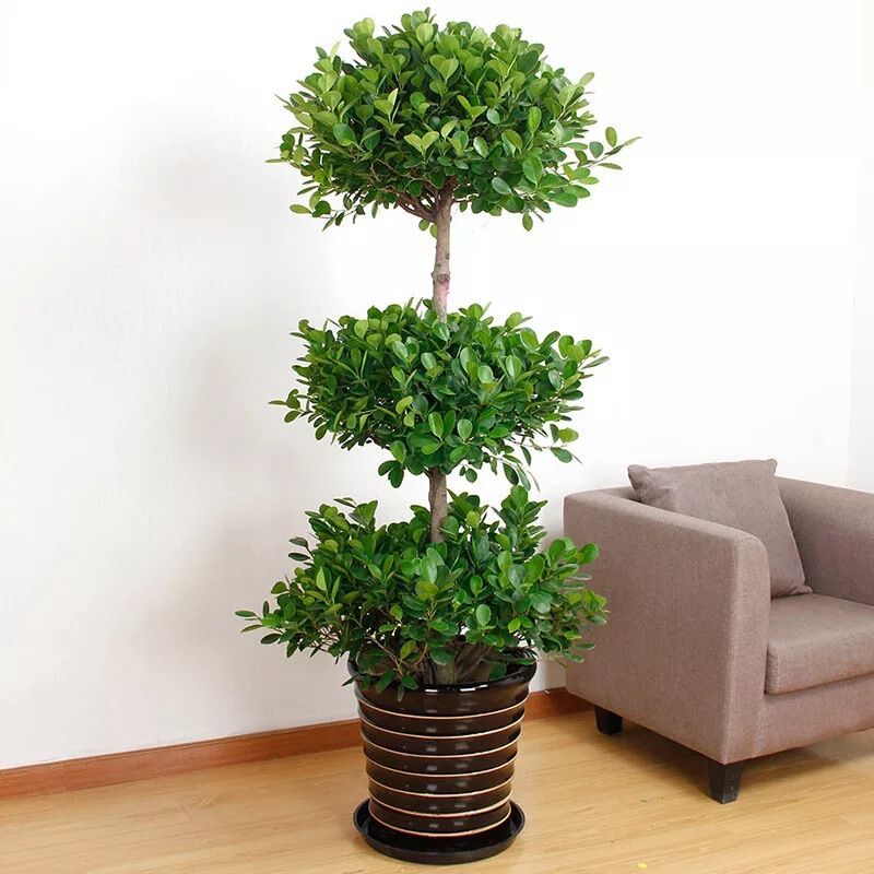 Large Potted Plant Money Tree Fortune Tree Money Banyan Living Room Office Green Plant Fortune Tree Opening Potted Plant