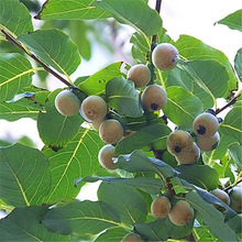 ܛ���N�� �ڗ� �����w ܛ���޽�����N�� ţ�̗�Ұ���Ӷ��㗗�w��