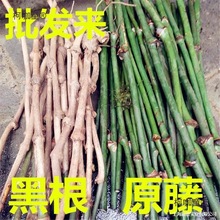 �����ٺڸ��й��uѪ�ٺ������C�y�ذ������������ֹ���̫��