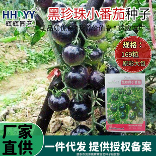 ������С���ѷN�Ӻ�������Һڷ��ѷN�����Դ����Ϻ�С���t����