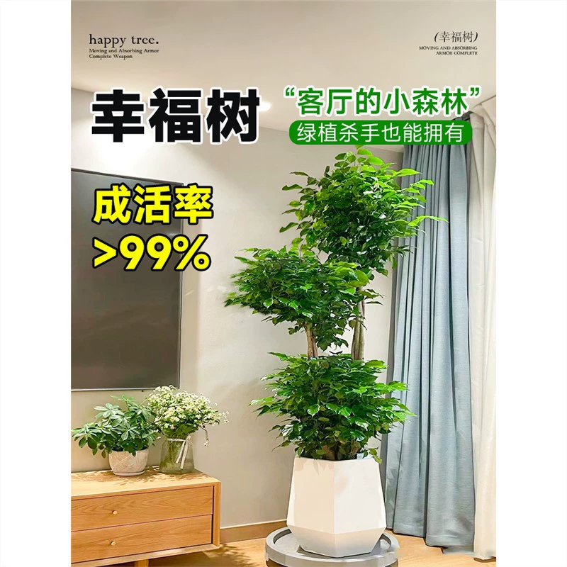 Гостиная Happy Tree в горшке Большой старый ворс Зеленая посадка Офис Безопасное дерево в помещении впитывает растения формальдегида для кормления в течение четырех сезонов