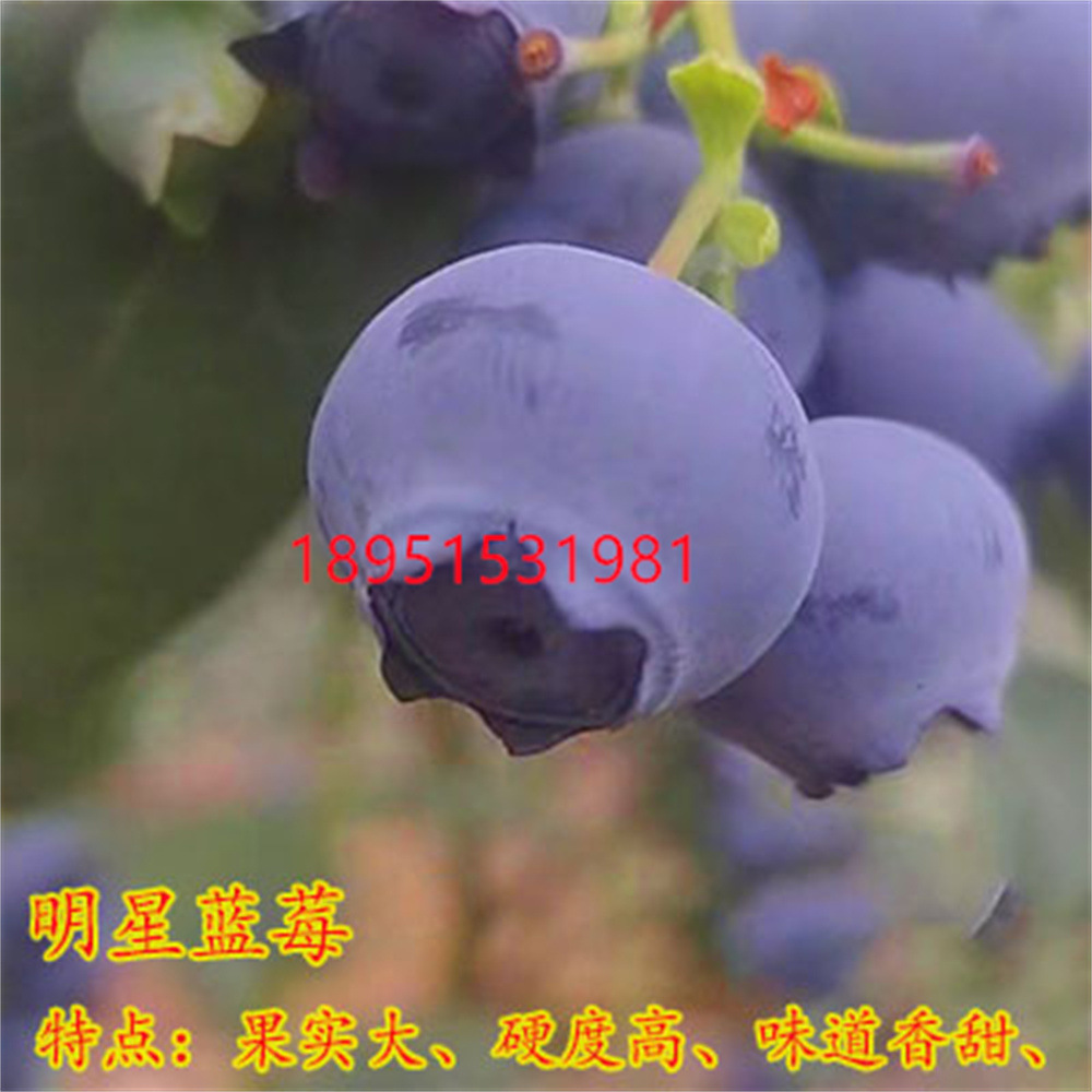 O1CN01gD4yXH2GM3IAlexI1_!!2212