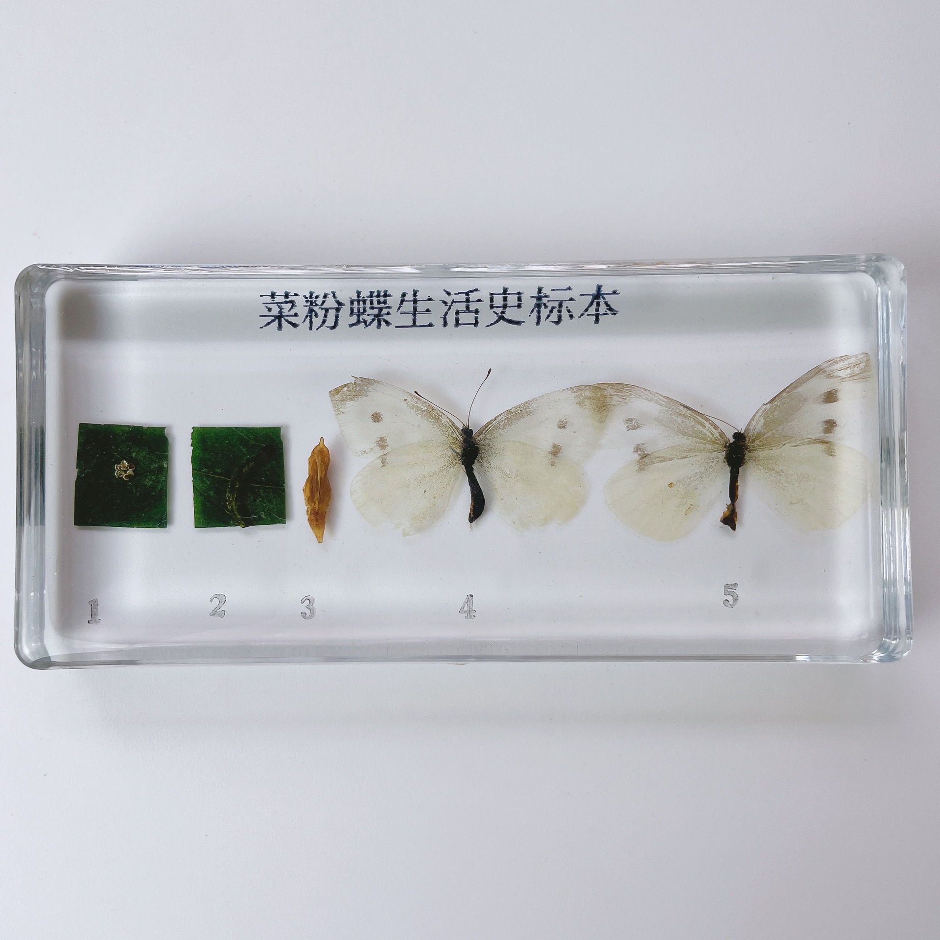 V-DS003 菜粉蝶生活史 中小学教学标本 高透树脂