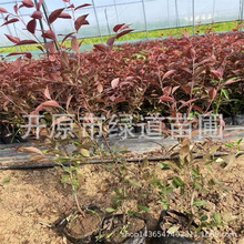 红叶李杯苗开原密枝红叶李扦插小苗园林绿化树球景观造型红叶李树