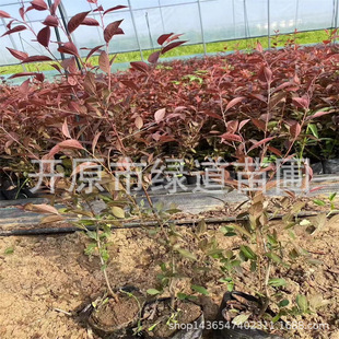 �t�~����_ԭ��֦�t�~��Ǥ��С��@�־G�������^���ͼt�~���