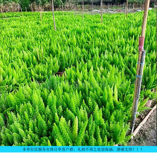 ���̾G�����ܺ�β���T�����l�Ƶ��̈��@���쾰ֲ�����ֱ�����]