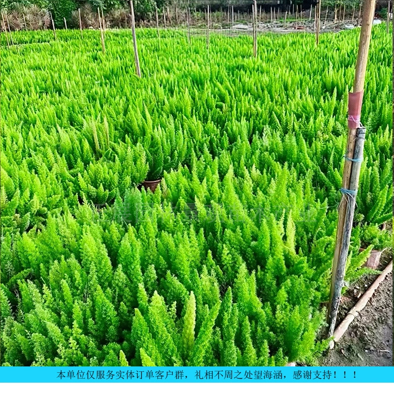 Инженерное озеленение, оптовая продажа растений типа «фокстейл», для отелей, торговых центров, ландшафтного дизайна садов, прямые поставки с питомника с бесплатной доставкой