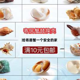 寄居蟹专用替换螺壳 天然海螺造景装饰 卷贝鱼备用壳鱼缸贝壳饰品