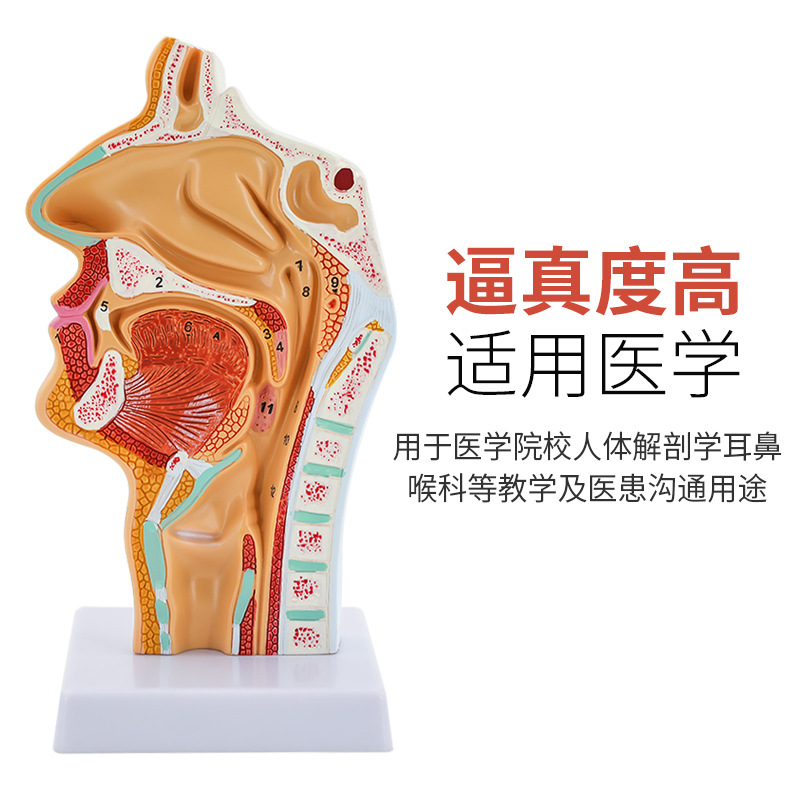 ��ǻ����ģ�� ���Ǻ���ҽ�� ���ʺ�ģ�� �ڱ���ʸ״ �ڱǽṹģ��