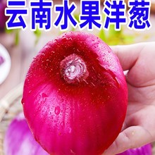 云南紫皮水果大洋葱9斤新鲜小洋葱甜味生吃蔬菜不辣红皮大圆葱头