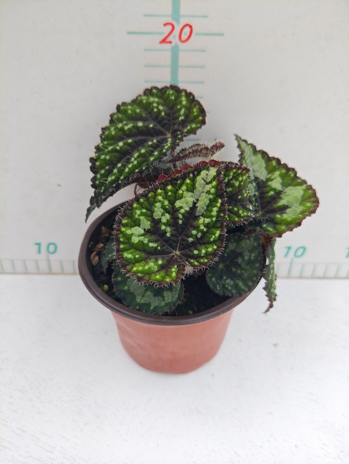 Hạt 120#3-5 lá