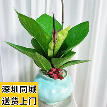 �ی���W�t���W�Gֲ�҃ȿ͏d���溆�s�Lֲ����ؔ�M���辰����ͬ��