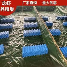 澳洲淡水蓝龙虾巢槽穴人工养殖室内养殖小龙虾设备蚂蟥水蛭板蟹屋
