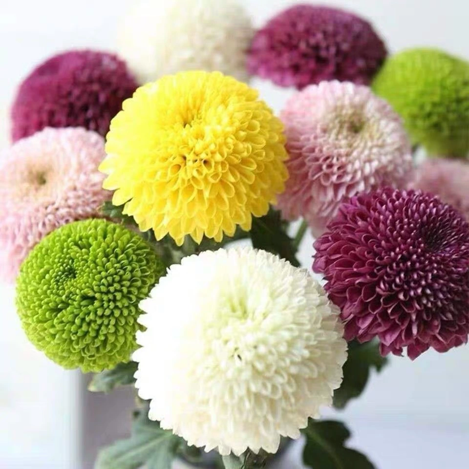Хризантема в горшке для гостиной или офисного стола, морозостойкая, долго цветущая хризантема для балкона или двора, с цветами, бесплатная доставка.